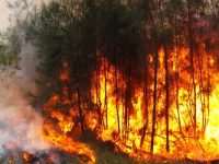 Brandgefahr – Veordnung